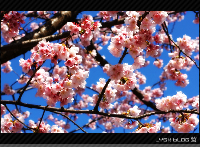 日比谷公園に咲く早咲きの桜